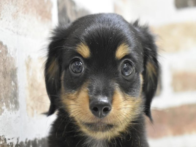 鳥取県のハーフ犬・ミックス犬 (ペッツワンFC鳥取店/2024年7月20日生まれ/男の子/ブラックタン)の子犬